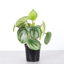 Load image into Gallery viewer, Watermelon Peperomia - 4" Live Plant