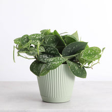 Load image into Gallery viewer, 4" Decorative Ruffled Pot for Plants