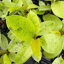 Load image into Gallery viewer, Ficus Shivereana Moonshine Variegated - 4" Live Plant - Rare