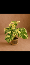 Load image into Gallery viewer, Variegated Monstera Creme Brulee