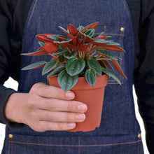 Load image into Gallery viewer, Peperomia Rosso Live Plant - Peperomia caperata 'Rosso'