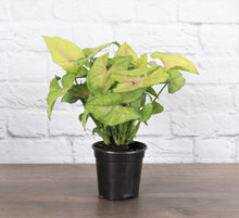 Load image into Gallery viewer, Butterfly Syngonium - Live Plant
