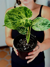 Load image into Gallery viewer, Monstera Bulbasaur