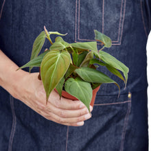 Load image into Gallery viewer, Philodendron 'Velvet'