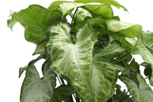 Load image into Gallery viewer, Butterfly Syngonium - Live Plant