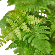 Load image into Gallery viewer, 'Autumn' Fern Live Plant