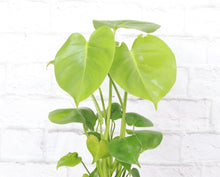 Load image into Gallery viewer, Monstera Deliciosa - Live Plant
