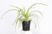 Load image into Gallery viewer, Spider Plant - Live Plant
