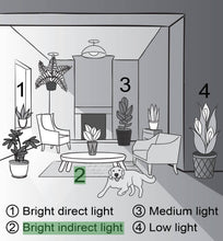 Load image into Gallery viewer, Spider Plant - Live Plant