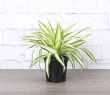 Load image into Gallery viewer, Spider Plant - Live Plant