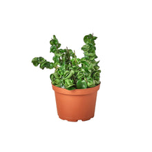 Load image into Gallery viewer, Hoya Rope Plant