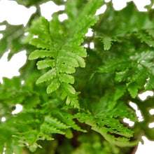 Load image into Gallery viewer, 'Autumn' Fern Live Plant