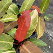 Load image into Gallery viewer, Philodendron Sun Red - 4"