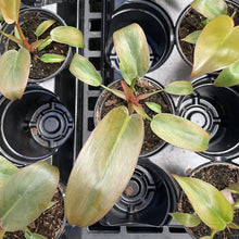 Load image into Gallery viewer, Philodendron Sayaka - 4" Live Plant