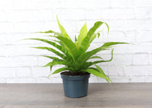 Load image into Gallery viewer, Bird's-Nest Fern - Live Plant