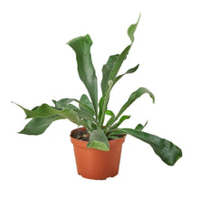 Load image into Gallery viewer, Staghorn Fern