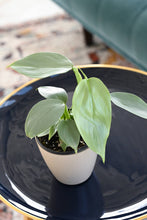 Load image into Gallery viewer, Silver Sword Philodendron - 4" Live Plant