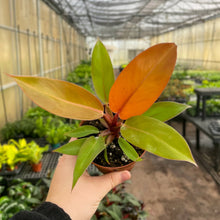 Load image into Gallery viewer, Prince of Orange Philodendron - 4" Live Plant