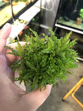 Load image into Gallery viewer, Pogostemon Helferi