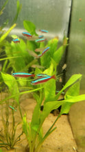 Load image into Gallery viewer, Cardinal Tetra (Paracheirodon axelrodi)