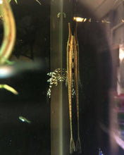 Load image into Gallery viewer, Twig Catfish (Farlowella acus)