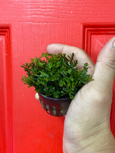 Load image into Gallery viewer, Bolbitis Heteroclita Difformis (Baby Leaf)