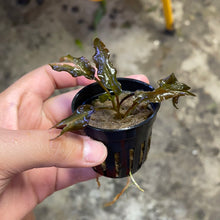 Load image into Gallery viewer, Crypt. Wendtii Brown