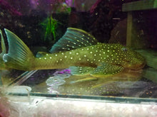 Load image into Gallery viewer, L128 Blue Phantom (Hemiancistrus sp.)