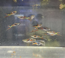 Load image into Gallery viewer, Emerald Endler (Poecilia wingei “Emerald”)