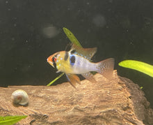Load image into Gallery viewer, German Blue Ram (Mikrogeophagus ramirezi)