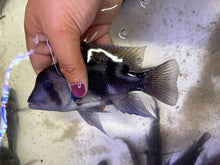 Load image into Gallery viewer, Black widow Frontosa (Cyphotilapia frontosa)