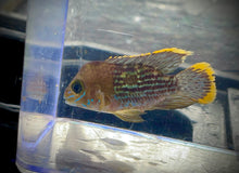 Load image into Gallery viewer, Green Terror (Andinoacara Rivulatus)