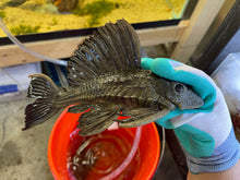 Load image into Gallery viewer, Rhino Plecostomus (Pterygoplichthys scrophus)