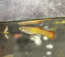 Load image into Gallery viewer, Tequila Sunrise Guppy (Poecilia reticulata)