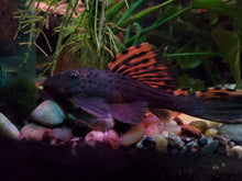 Load image into Gallery viewer, L091 Three Beacon (Leporacanthicus triactis)