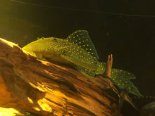 Load image into Gallery viewer, L128 Blue Phantom (Hemiancistrus sp.)