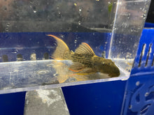 Load image into Gallery viewer, L24 Red Finned Cactus (Pseudacanthicus pitanga)