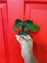 Load image into Gallery viewer, Anubias Barteri Broad Leaf