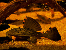 Load image into Gallery viewer, L091 Three Beacon (Leporacanthicus triactis)