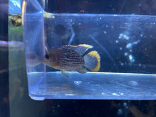 Load image into Gallery viewer, Green Terror (Andinoacara Rivulatus)