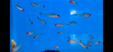 Load image into Gallery viewer, Rummy Nose Tetra (Hemigrammus rhodostomus)