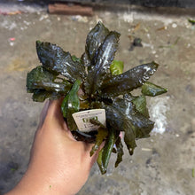 Load image into Gallery viewer, Crypt Wendtii Tropica