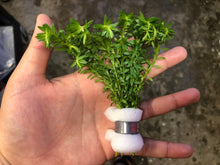 Load image into Gallery viewer, Rotala Nanjenshan