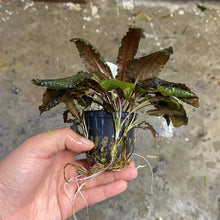 Load image into Gallery viewer, Crypt Wendtii Tropica
