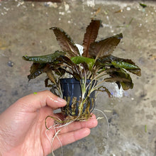 Load image into Gallery viewer, Crypt Wendtii Tropica