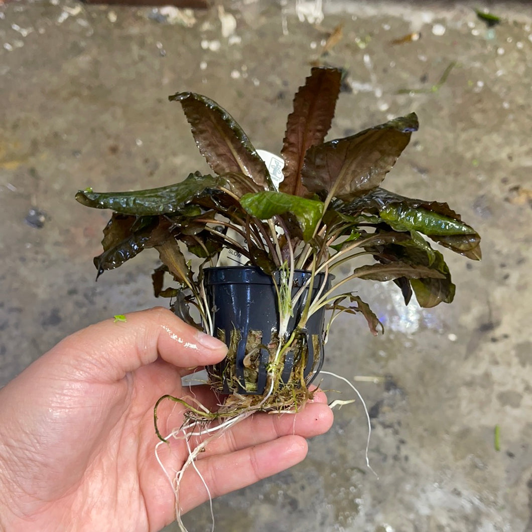 Crypt Wendtii Tropica