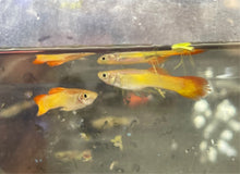 Load image into Gallery viewer, Tequila Sunrise Guppy (Poecilia reticulata)