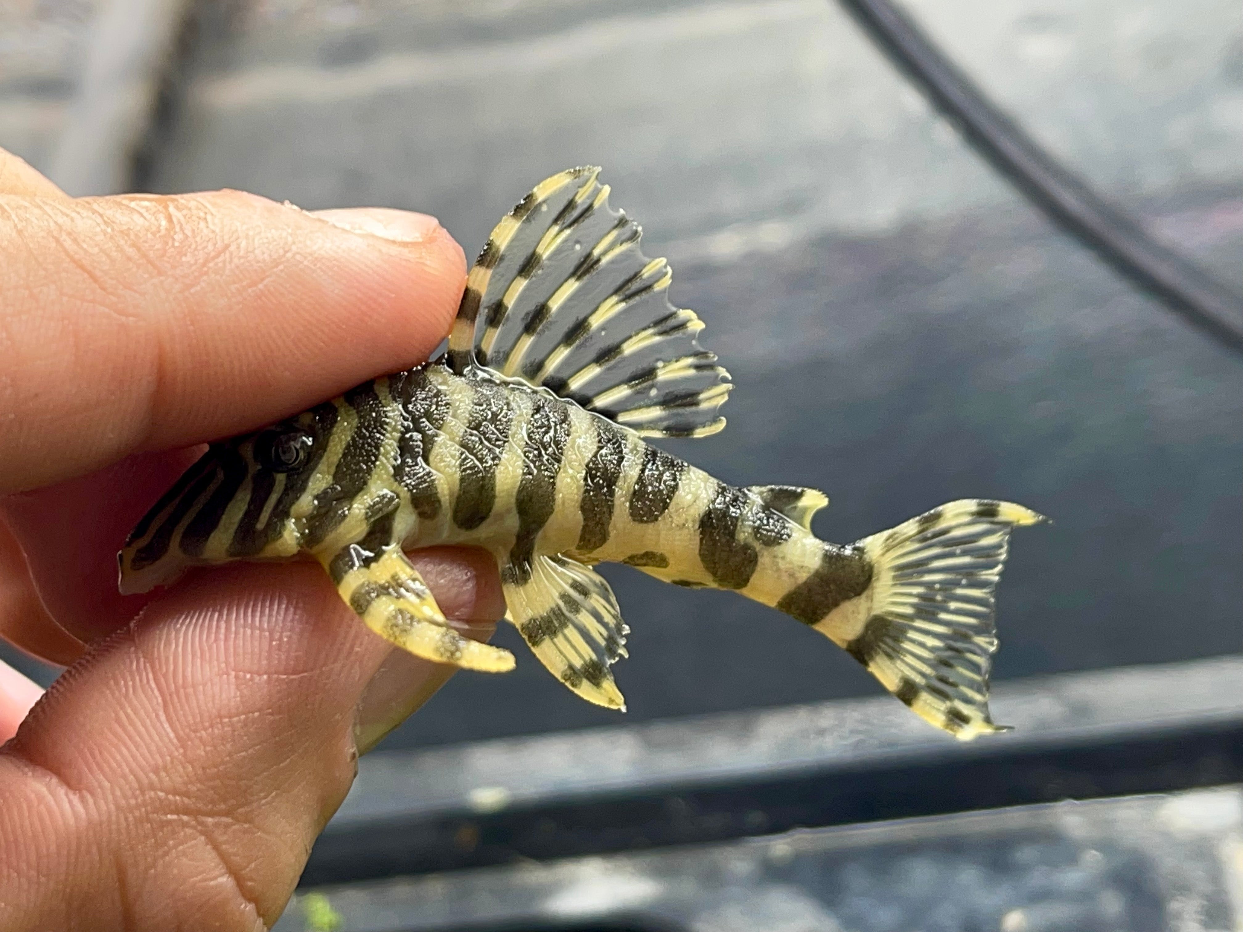 L134 Leopard Frog (Peckolita Compta) – Armored Cat Aquatics LLC