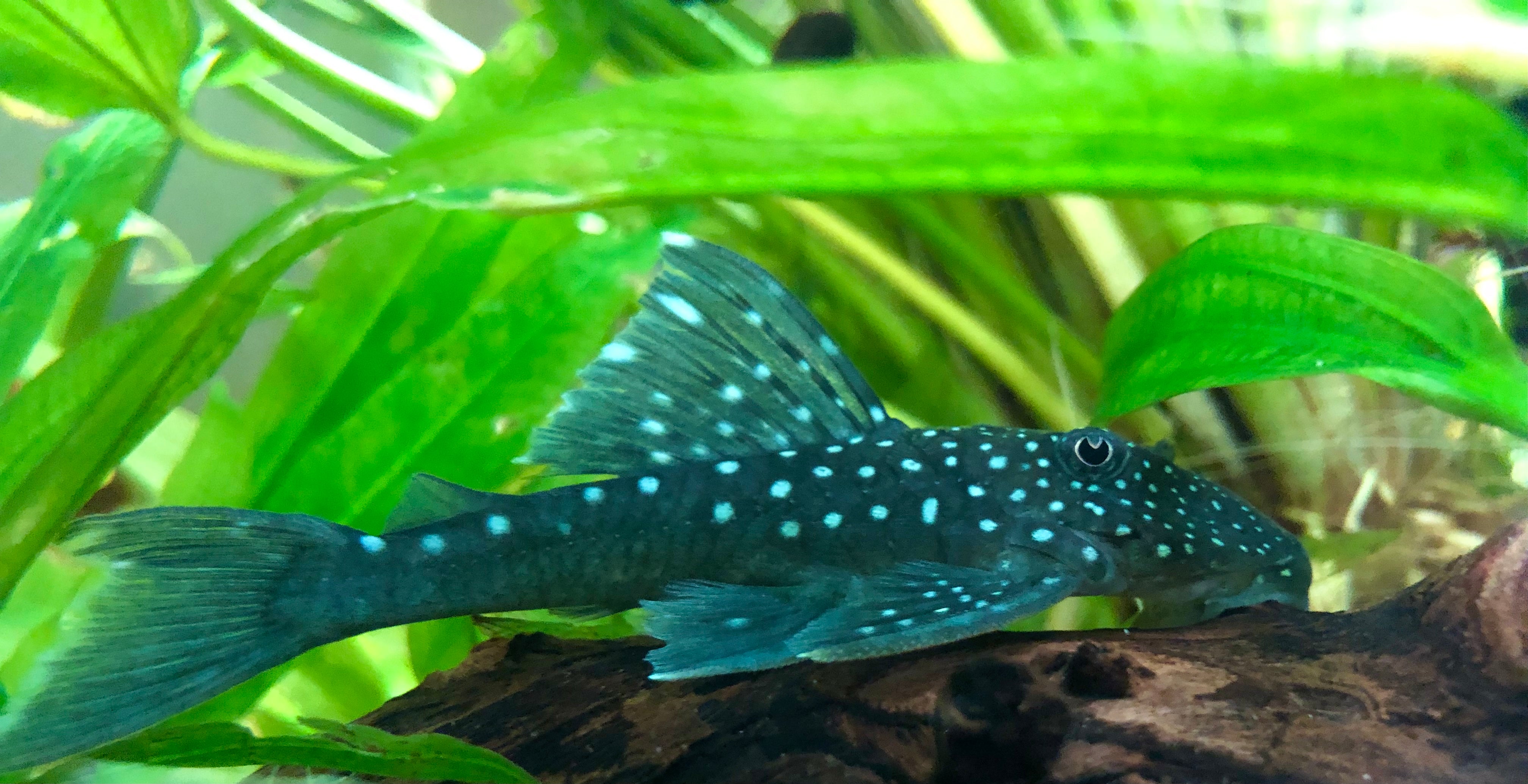 Phantom Blue Caught Live! ファントム・ブルー ライヴ Blue Phantom (L-128) Plecostomus: Tropical Fish for Freshwater