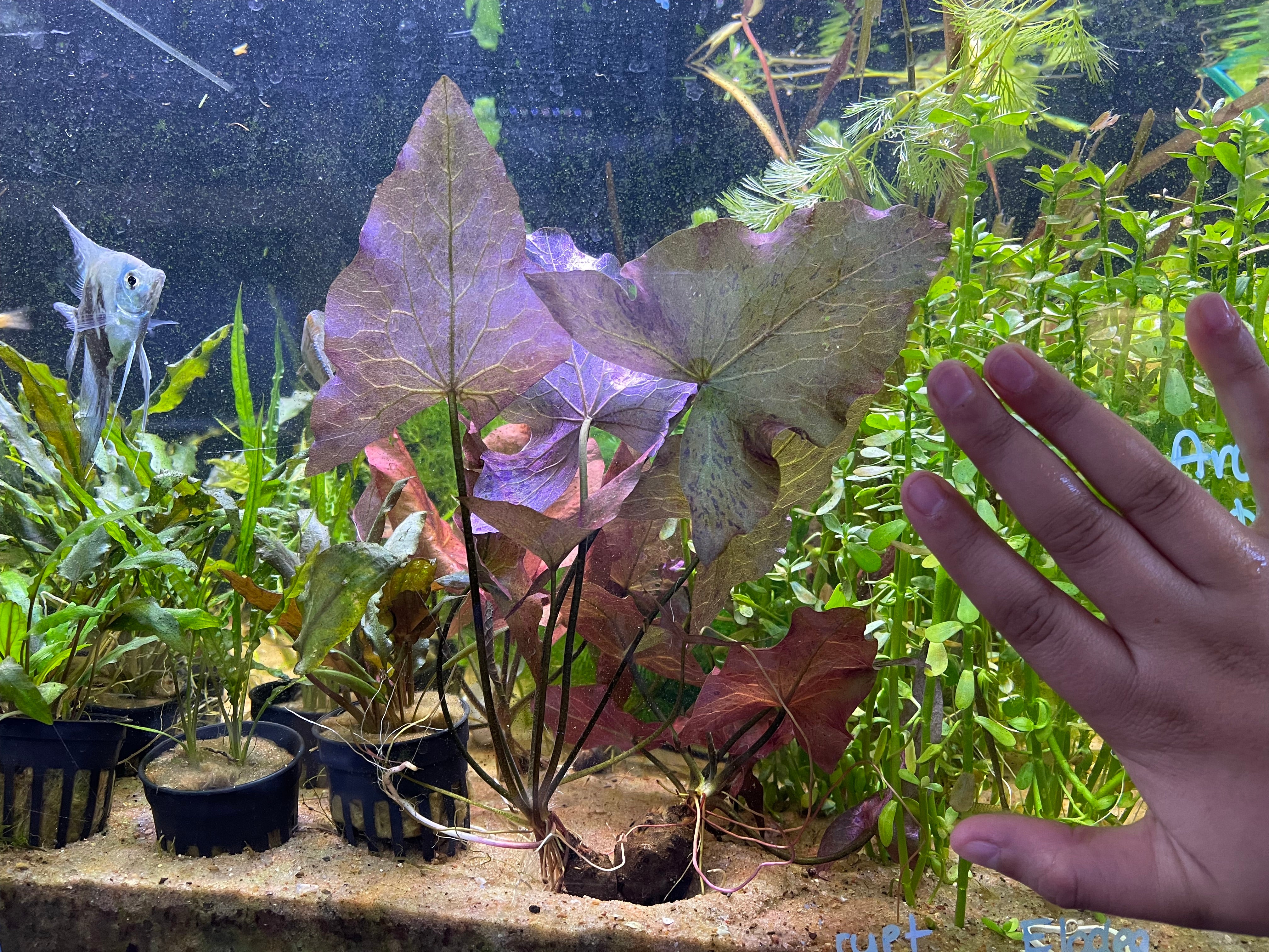 Red Tiger Lotus  Armored Cat Aquatics LLC